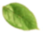 Leaf 02